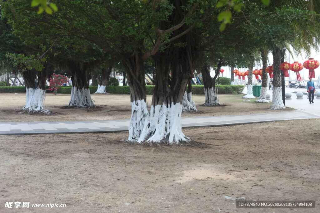 湛江公园中树干涂白的树木