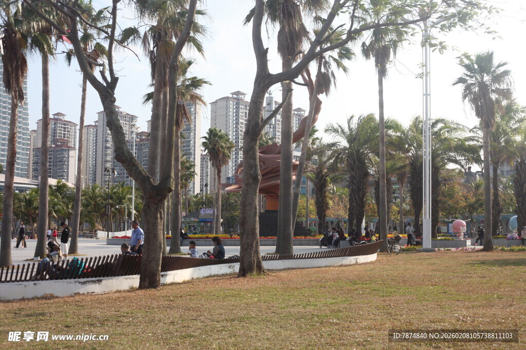 城市公园中的棕榈树景观