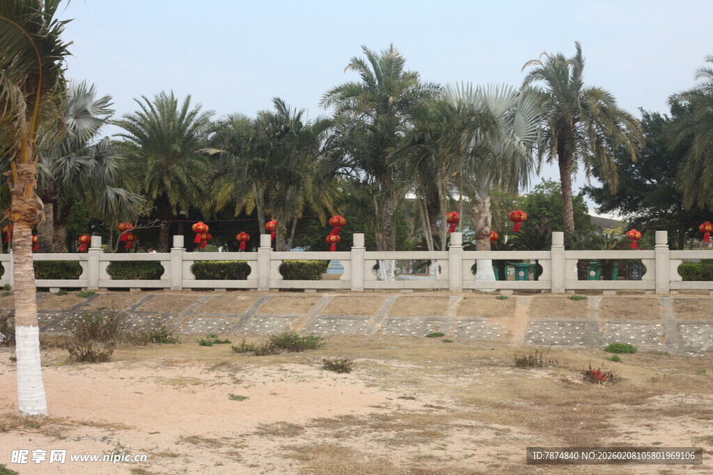 围栏旁的棕榈树景观