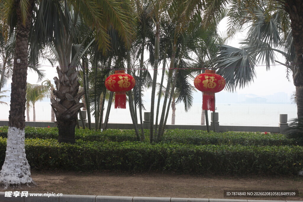 湛江路边椰树挂红灯笼