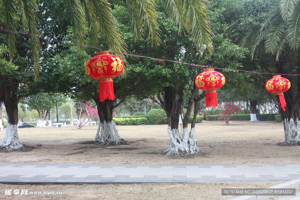 湛江树下红灯笼装点的景致
