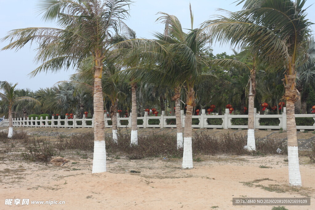 沙滩上的一排棕榈树