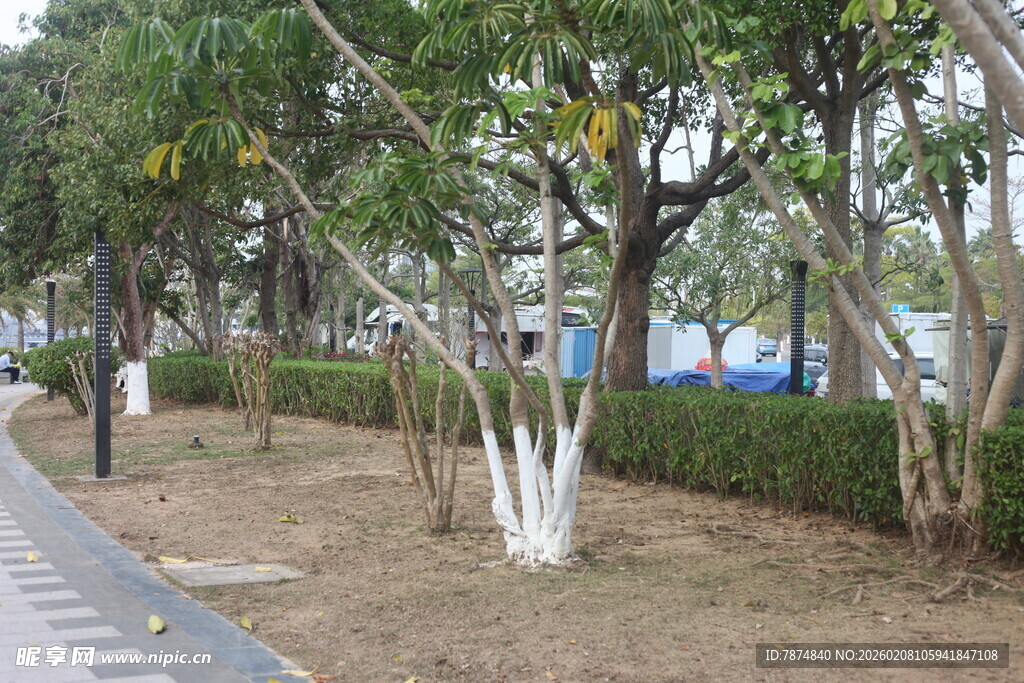 湛江林荫步道边的绿植景观