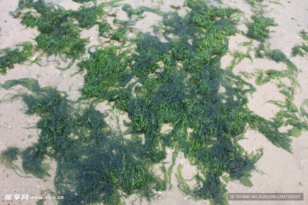 湛江地面上的绿色植物
