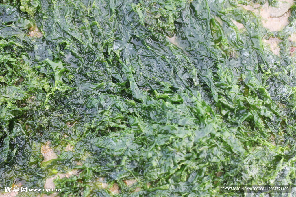 湛江翠绿繁茂的植物枝叶