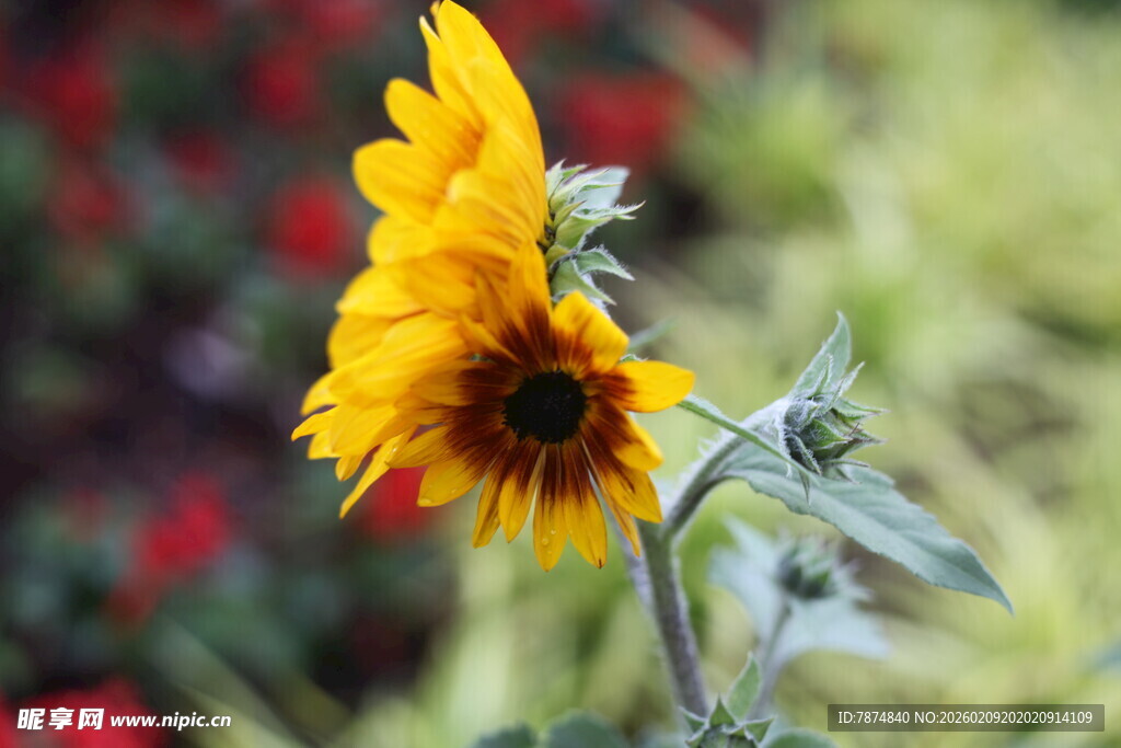 绽放的黄色向日葵