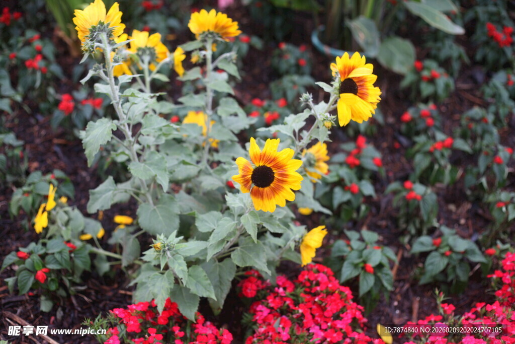 多彩花卉绽放的美丽景致