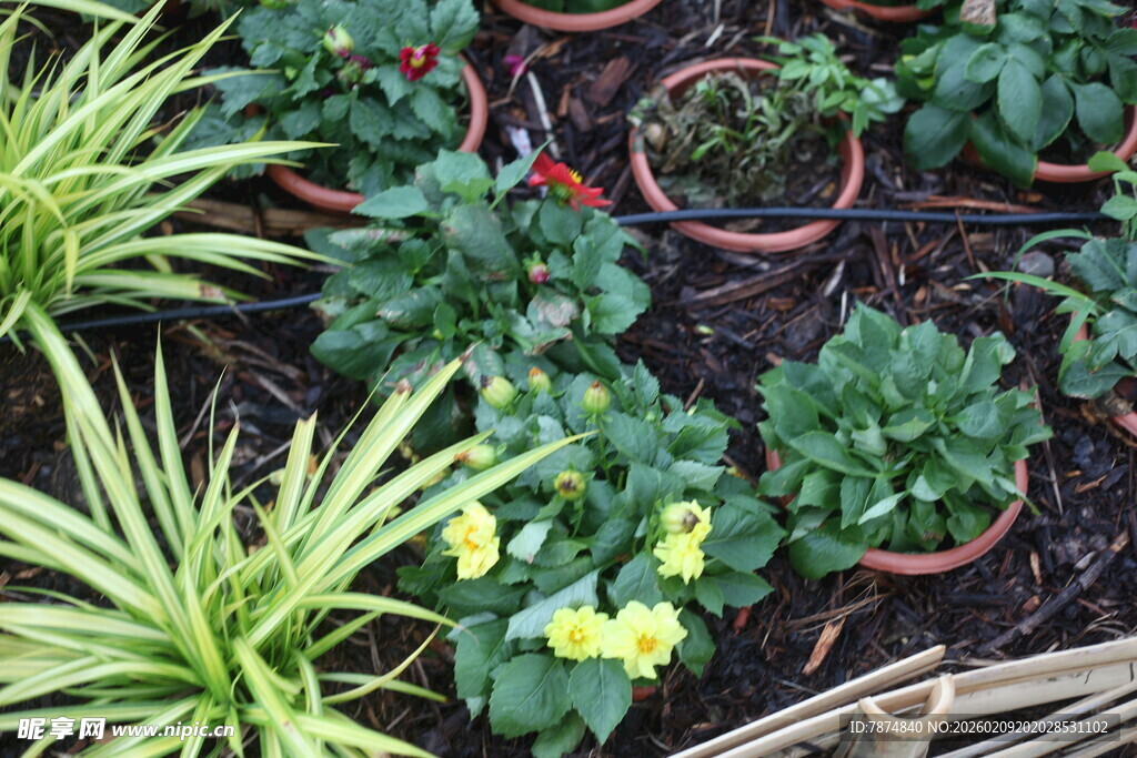 多彩盆栽植物景观