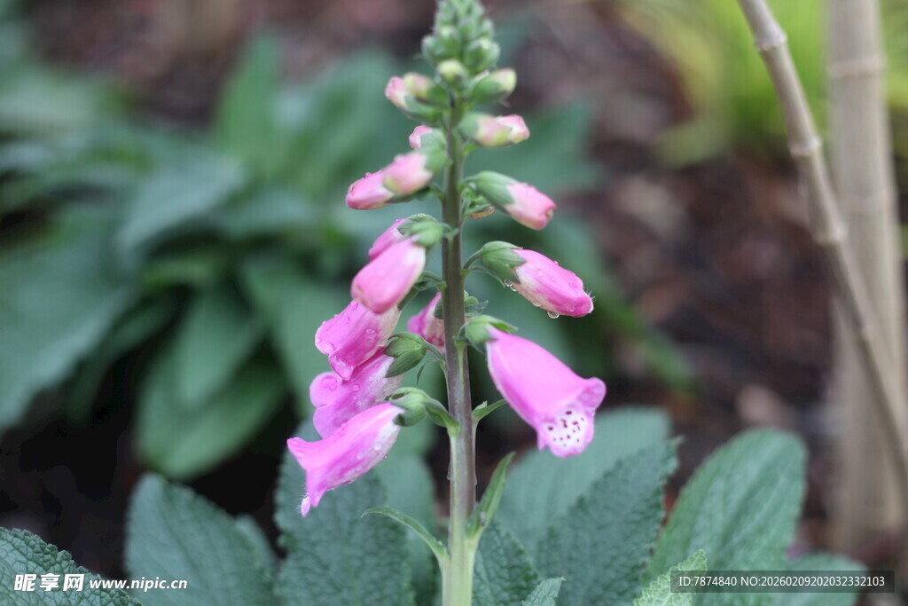 粉色毛地黄特写