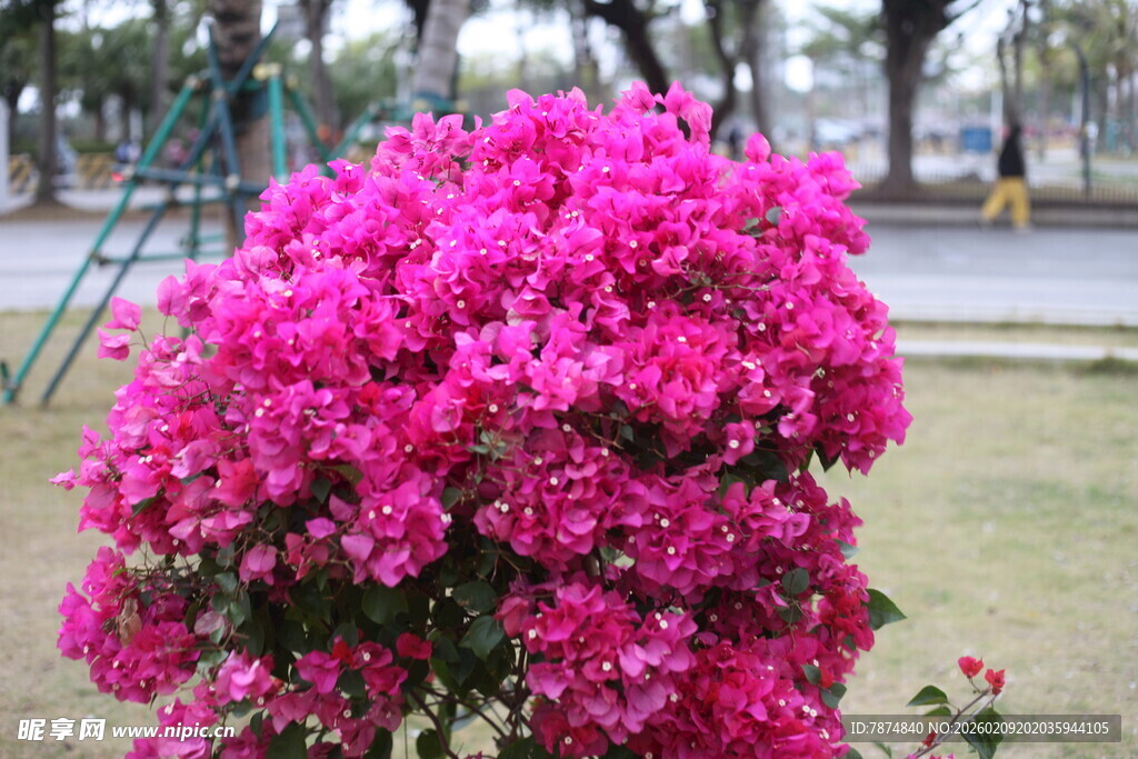 艳丽三角梅绽放于草地