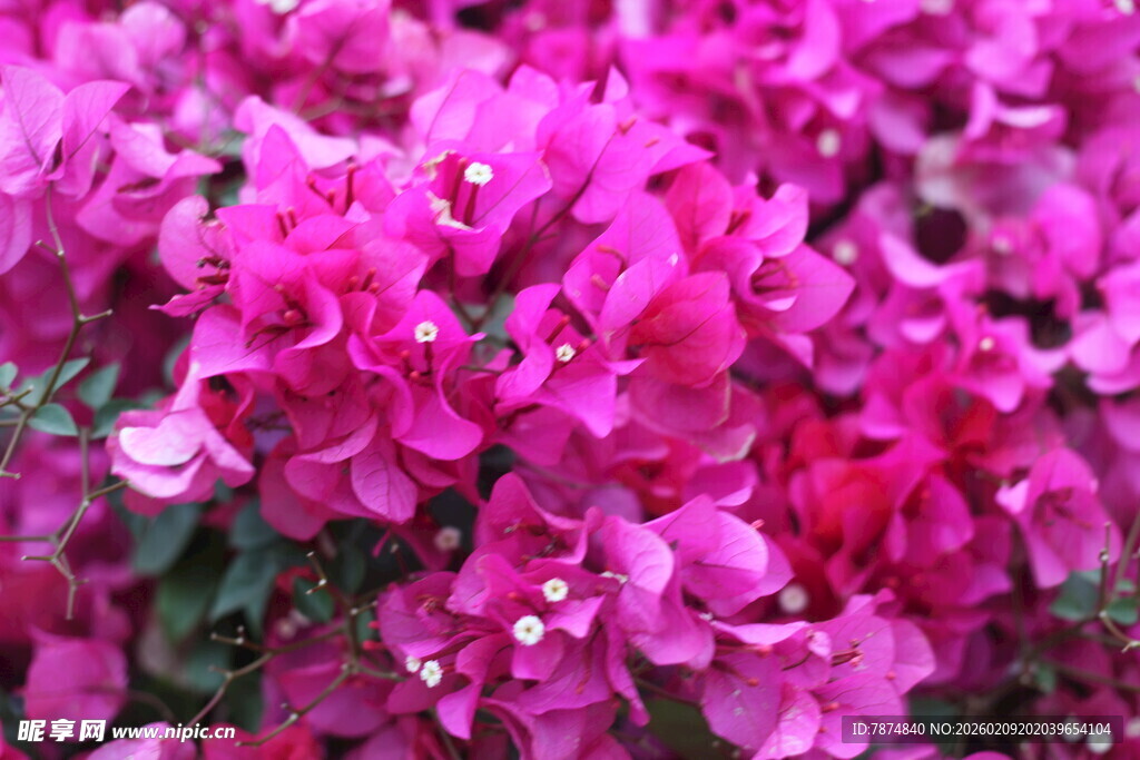 艳丽三角梅绽放