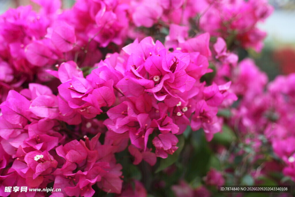 艳丽三角梅绽放