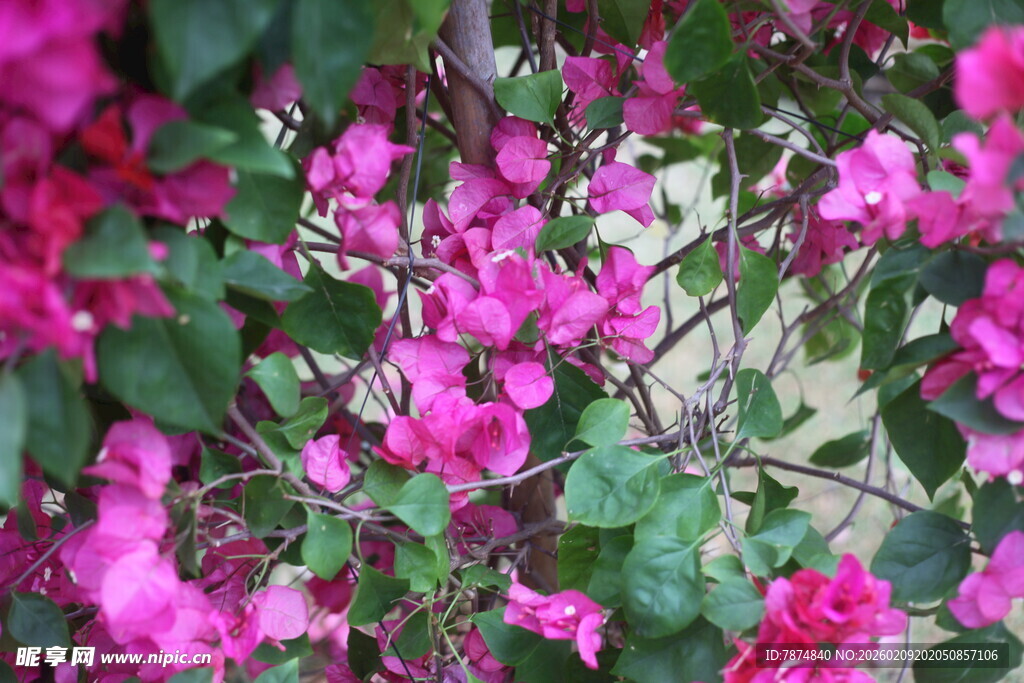 娇艳三角梅绽放