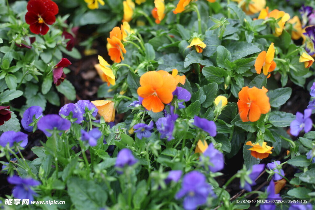 多彩三色堇绽放美丽