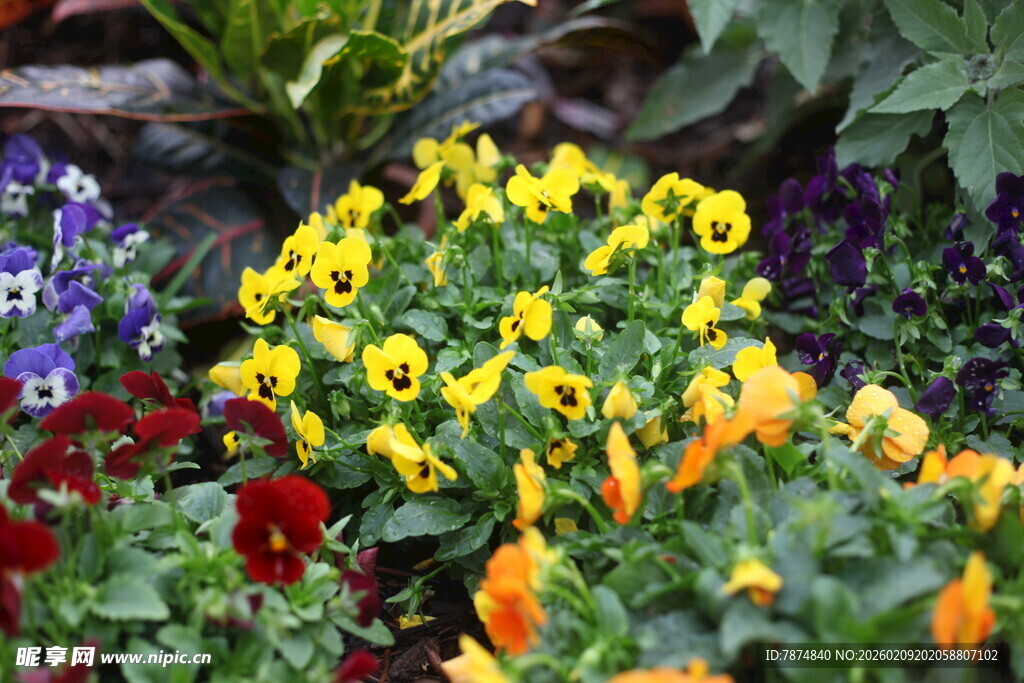 多彩三色堇绽放花园