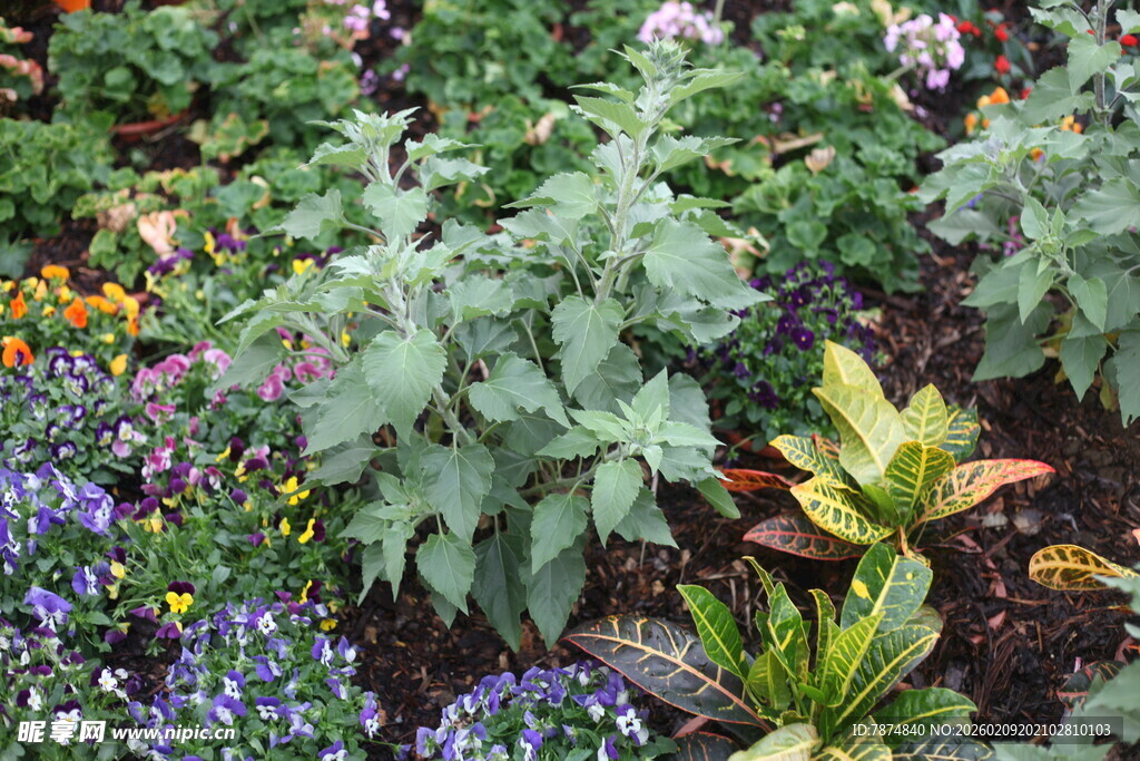 多彩花园中的繁茂植物