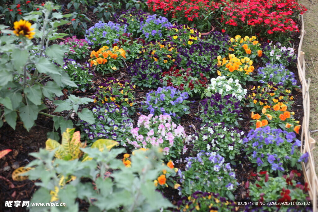 多彩花卉组成的绚丽花田