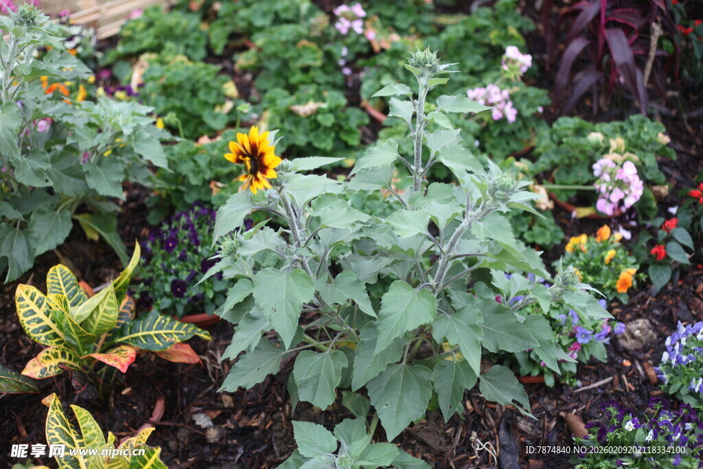 多彩花园中的繁茂绿植