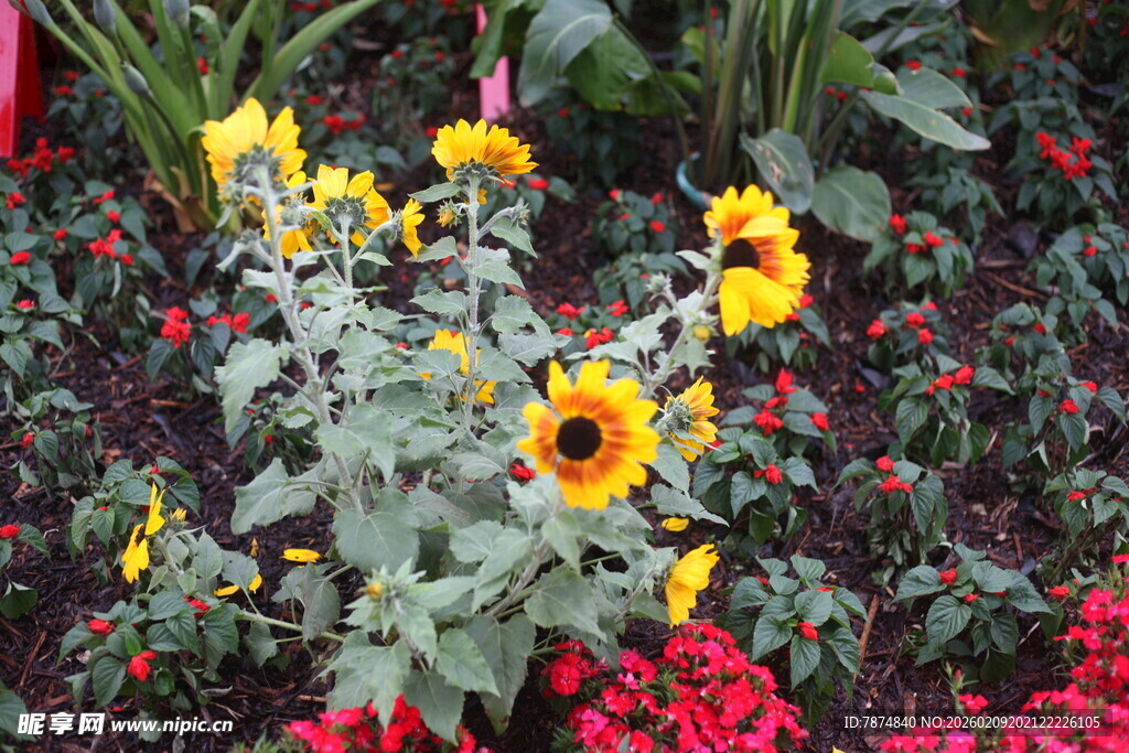 多彩花卉绽放生机