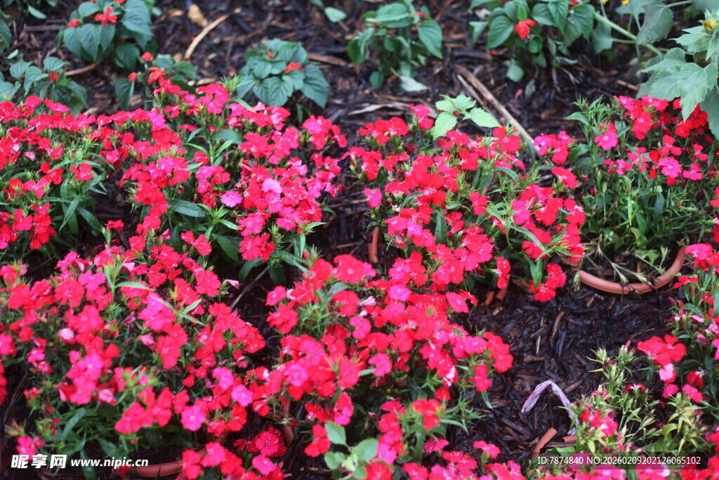 艳丽绽放的红色花卉景观