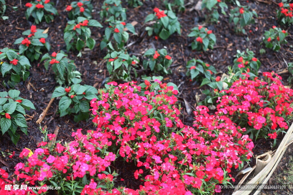 艳丽三角梅绽放于花田
