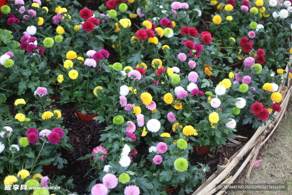 多彩花卉绽放美丽花田