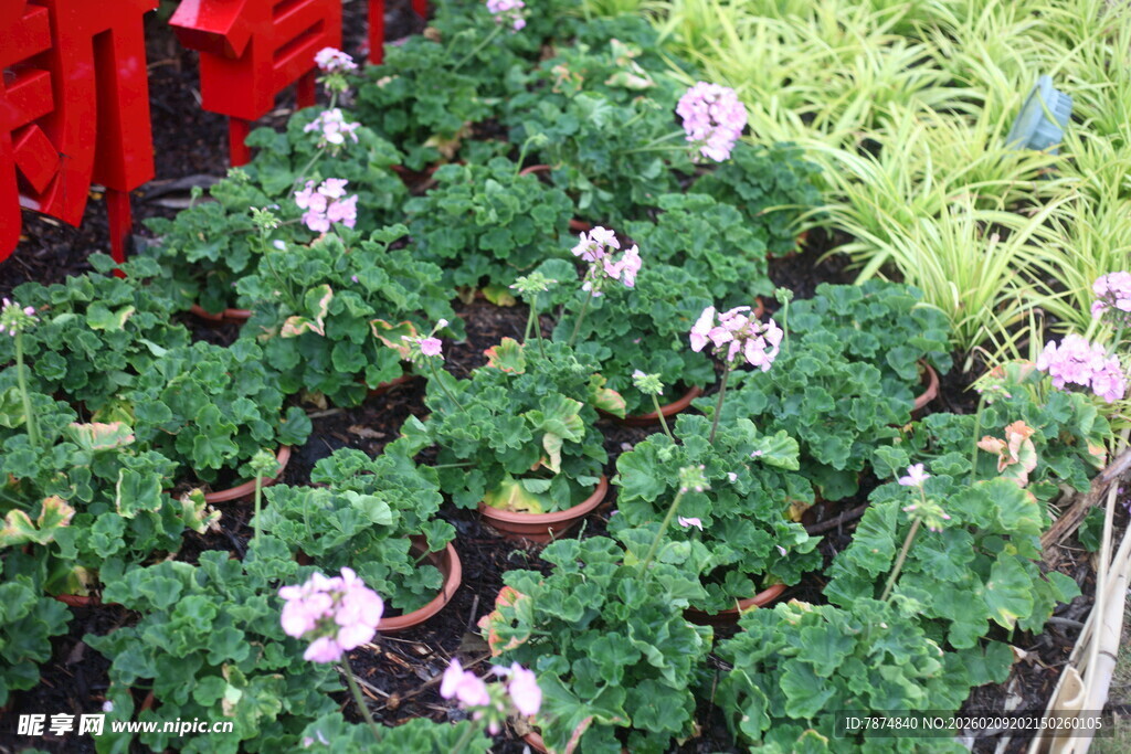 粉色小花与绿叶植物景观