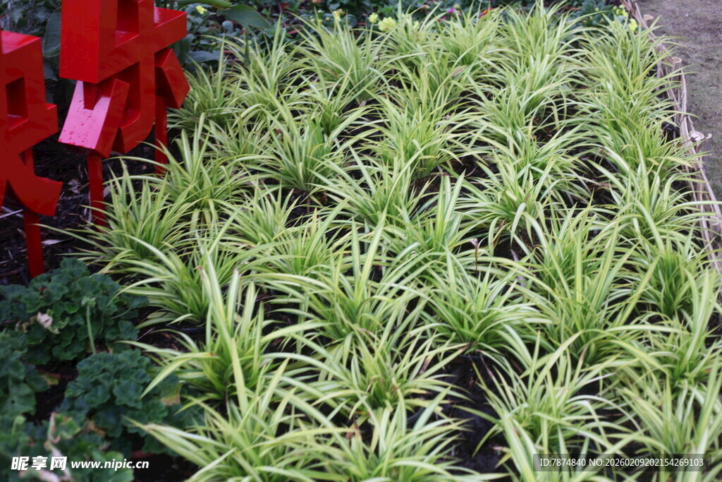 整齐排列的嫩绿植物