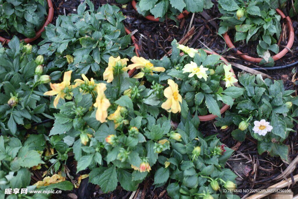 绿叶间的黄色小花绽放