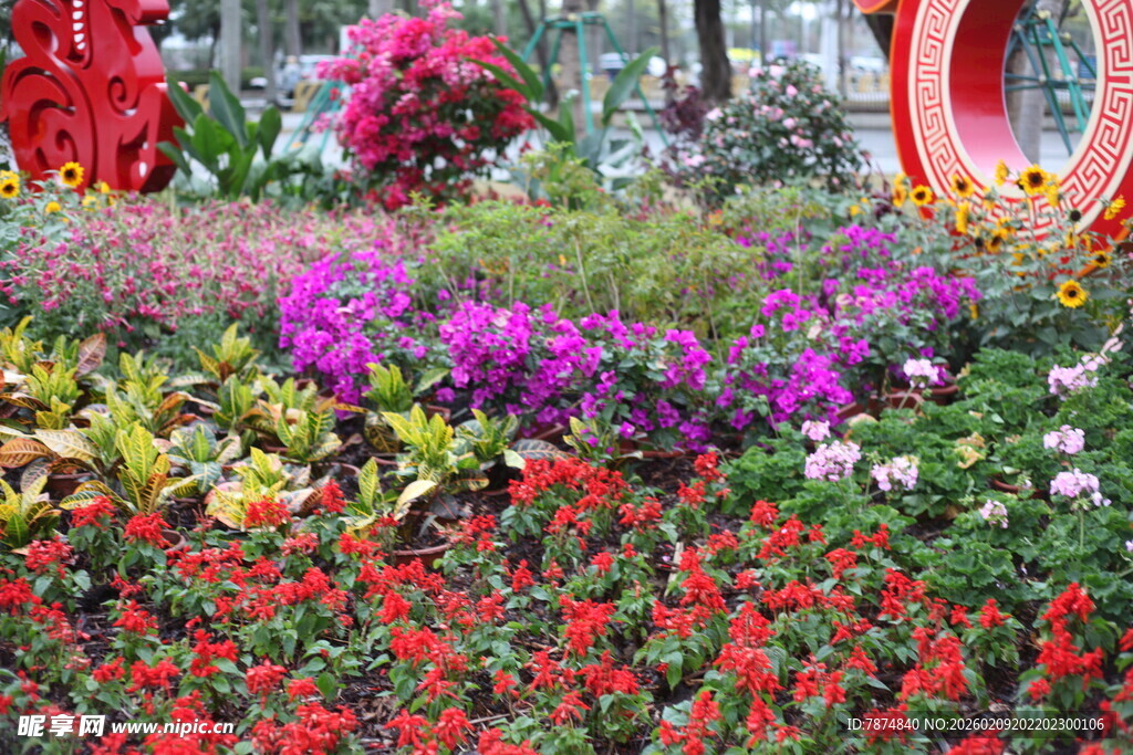 缤纷花卉景观 色彩绚丽