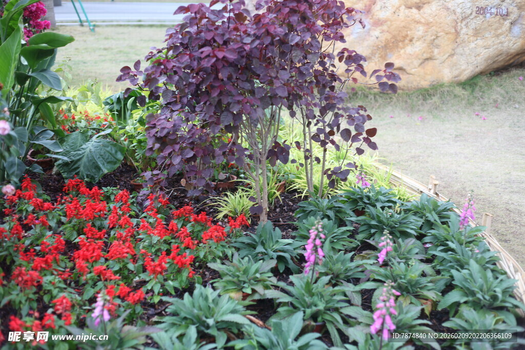 多彩花卉装点美丽花园