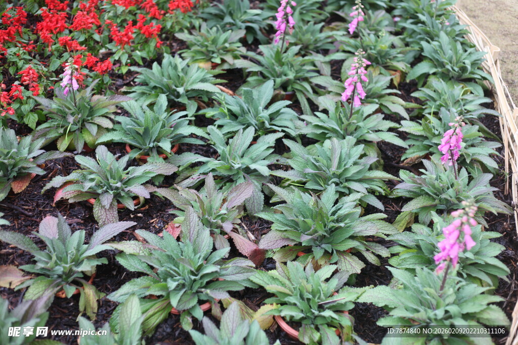 绿叶丛中绽放的紫色花卉