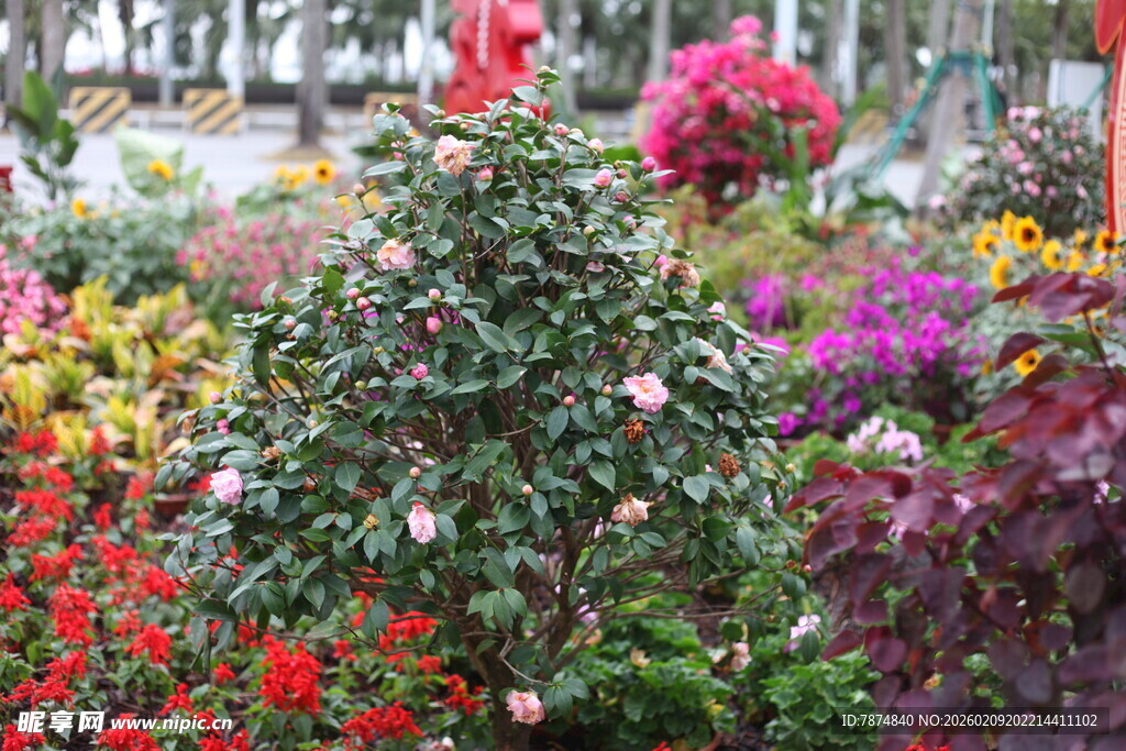 多彩花卉绽放迷人景致