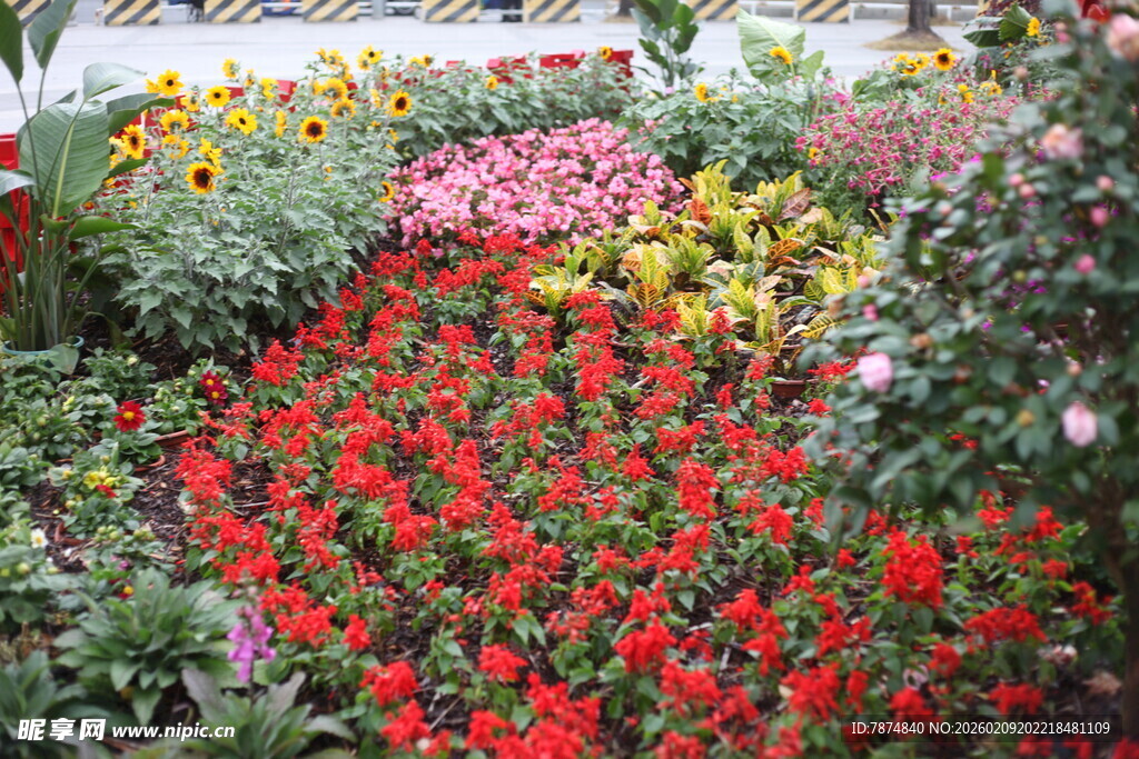 多彩花卉装点美丽花园