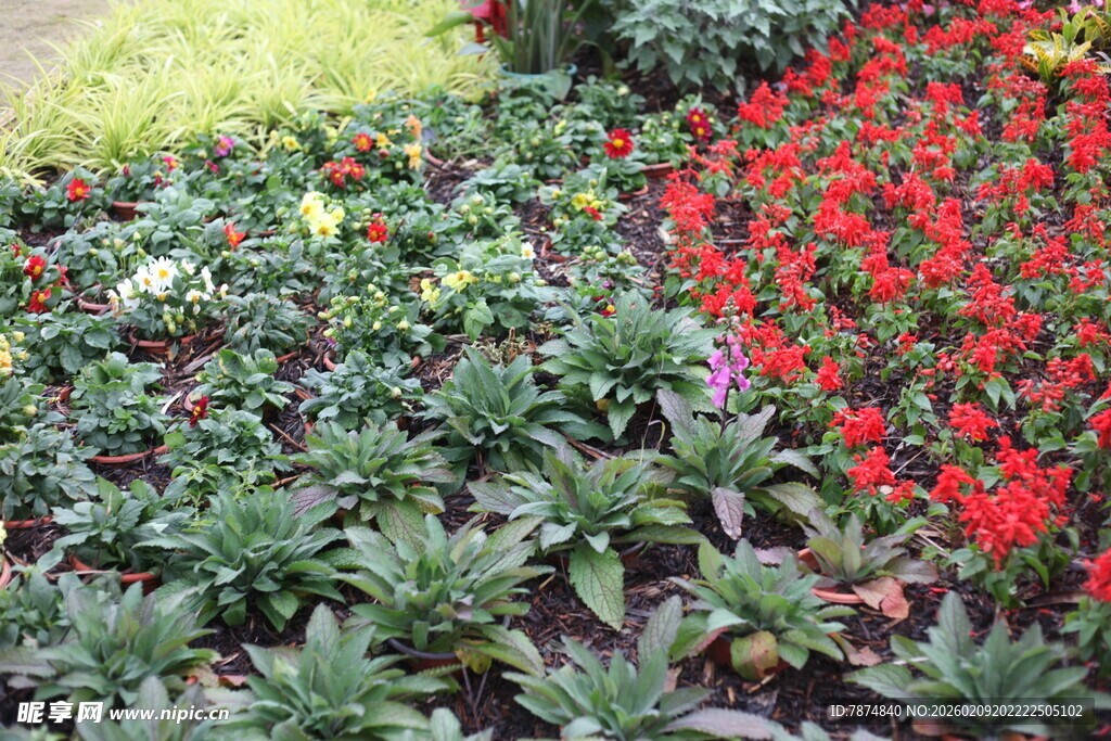 多彩花卉装点美丽景致
