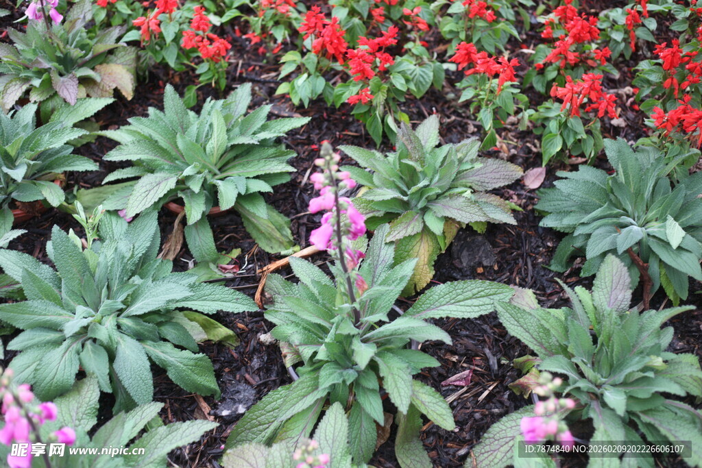 多彩花卉植物景观