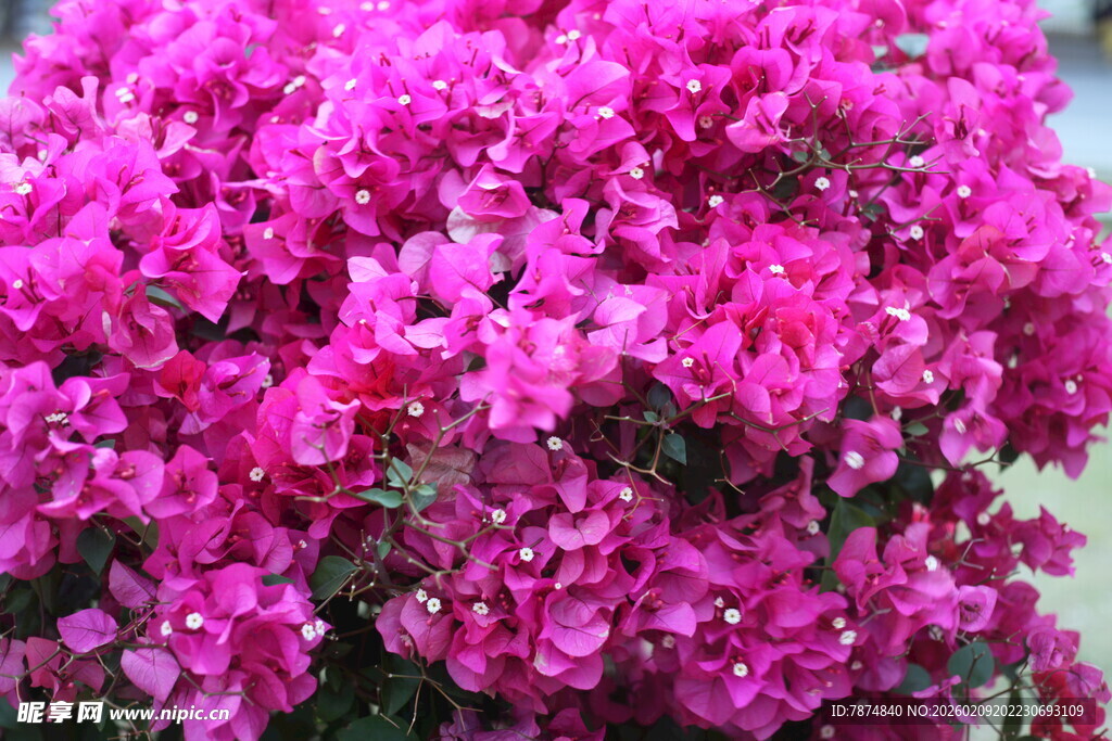 艳丽三角梅绽放