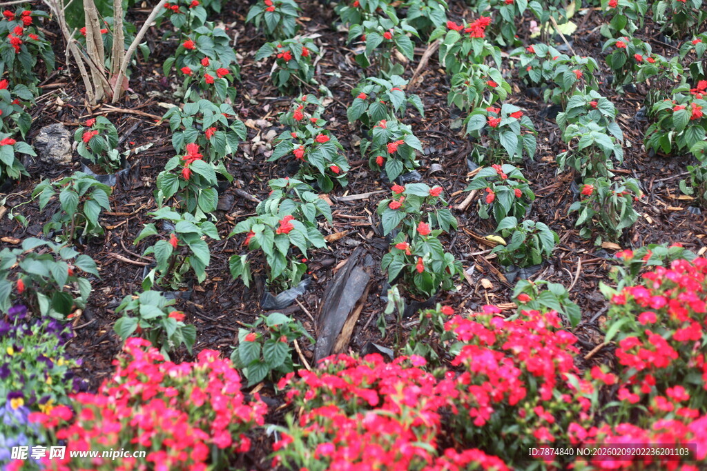 多彩花卉植物景观