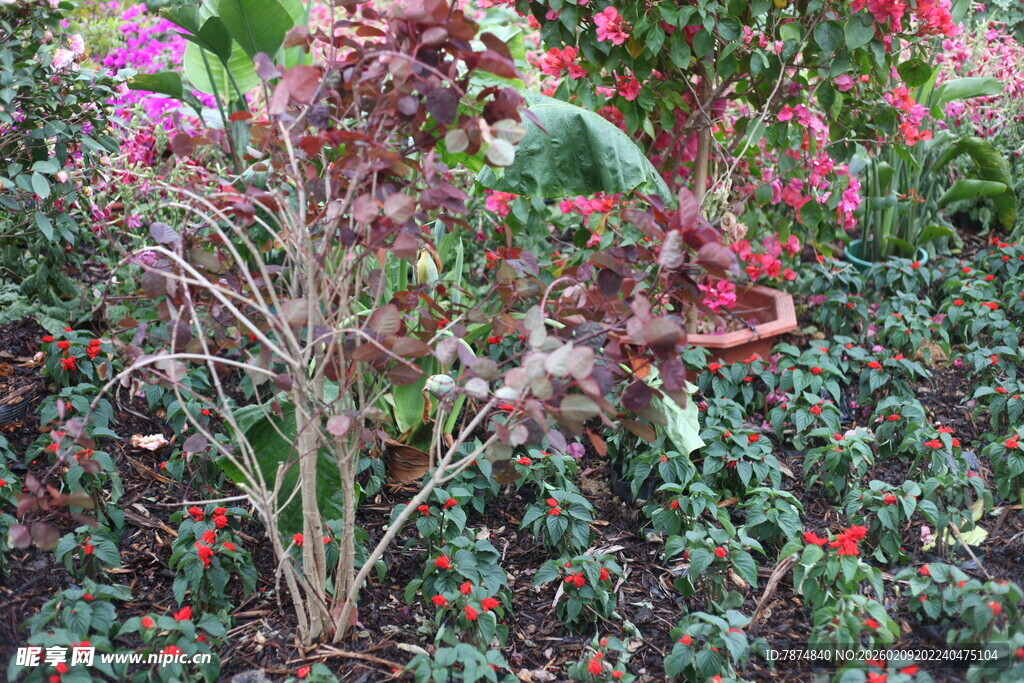 枯萎植物与繁茂花卉对比