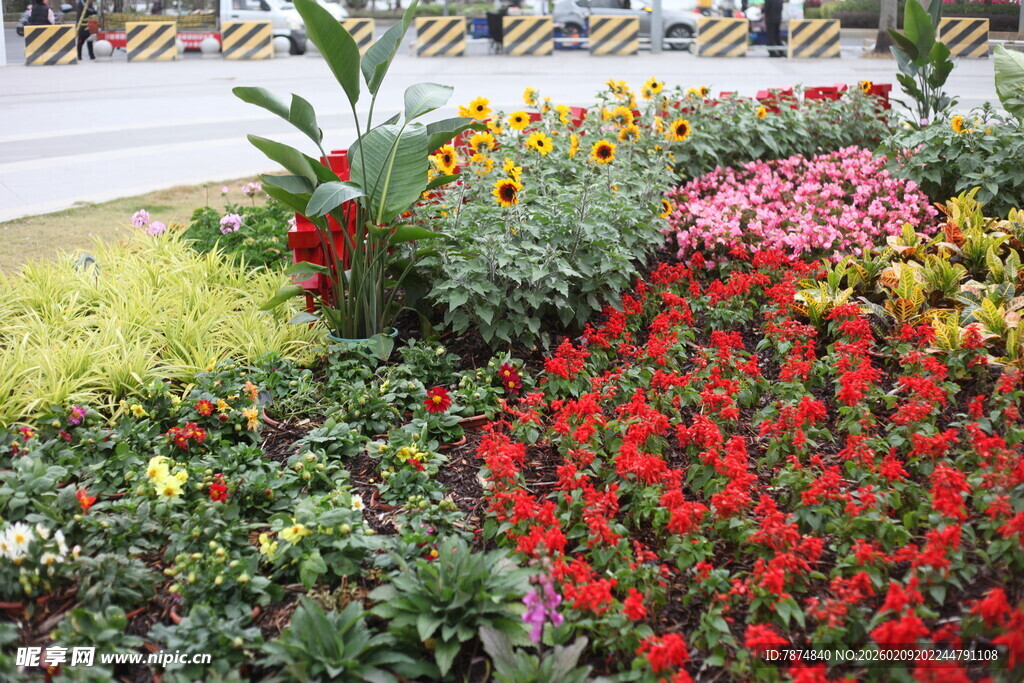 多彩花卉景观