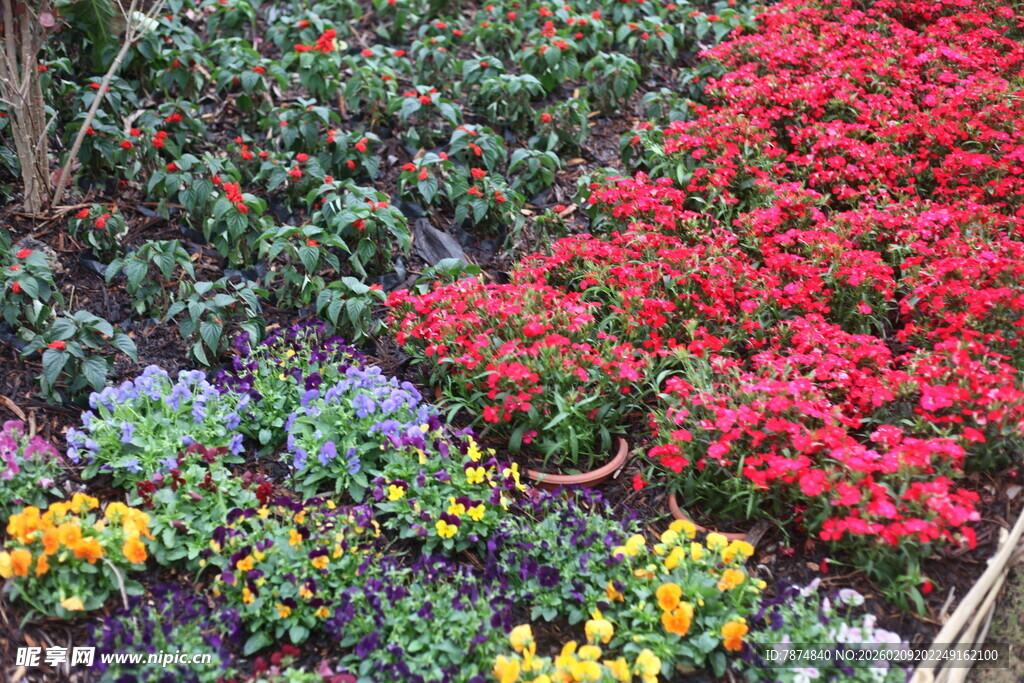 多彩花卉景观