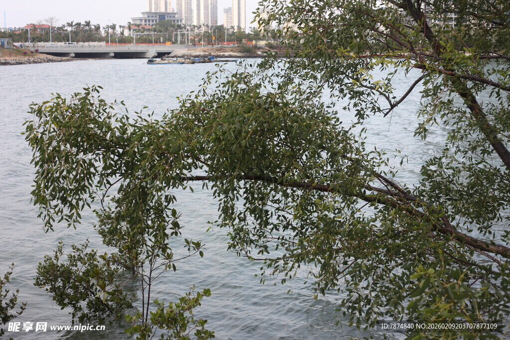 河畔低垂树枝与粼粼水波