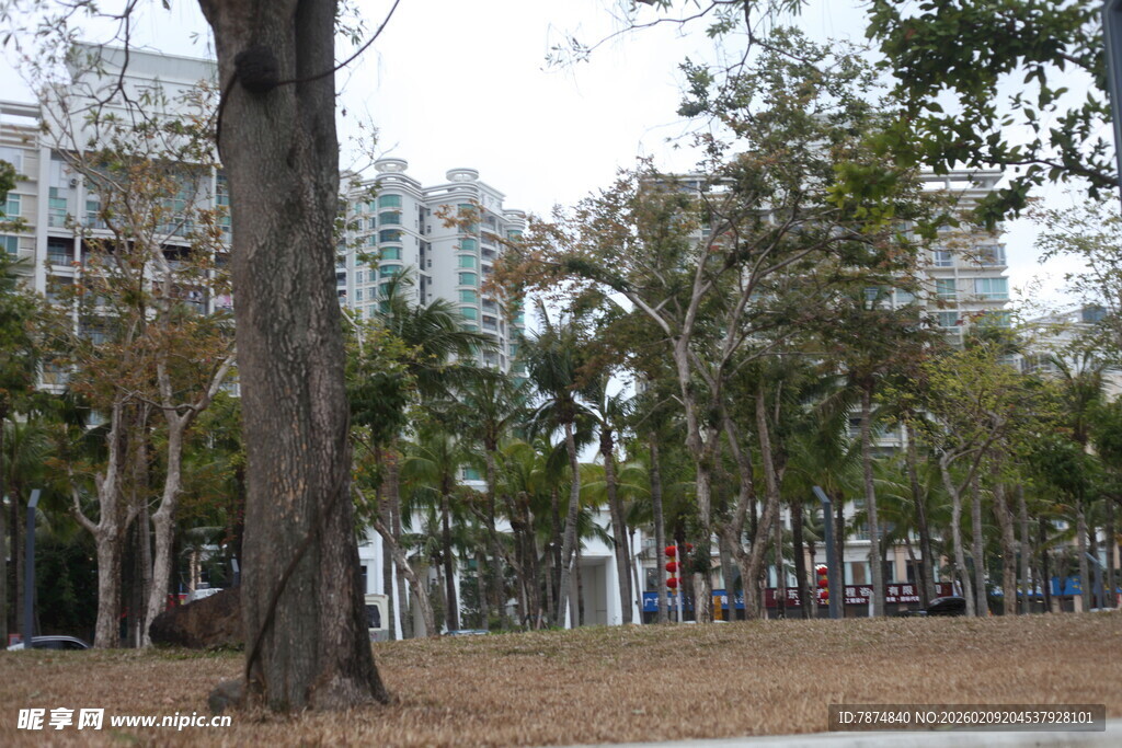 城市公园中的树木景观