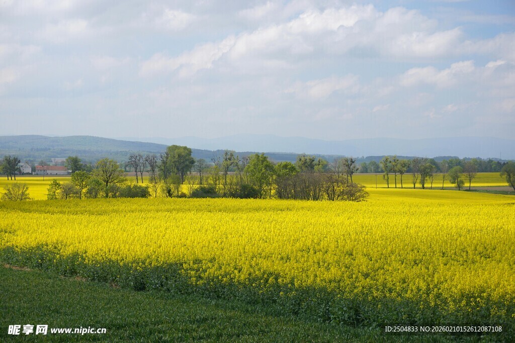 金黄油菜田 春日田园风光