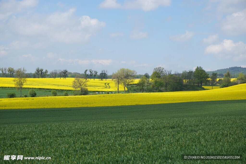 春日田野油菜花风景图