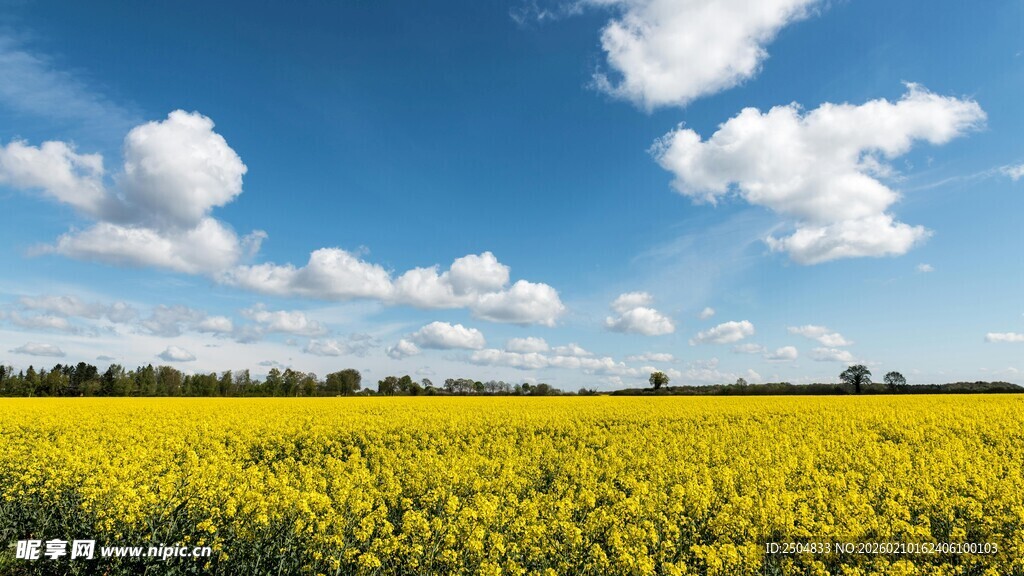 金黄油菜田 蓝天伴白云