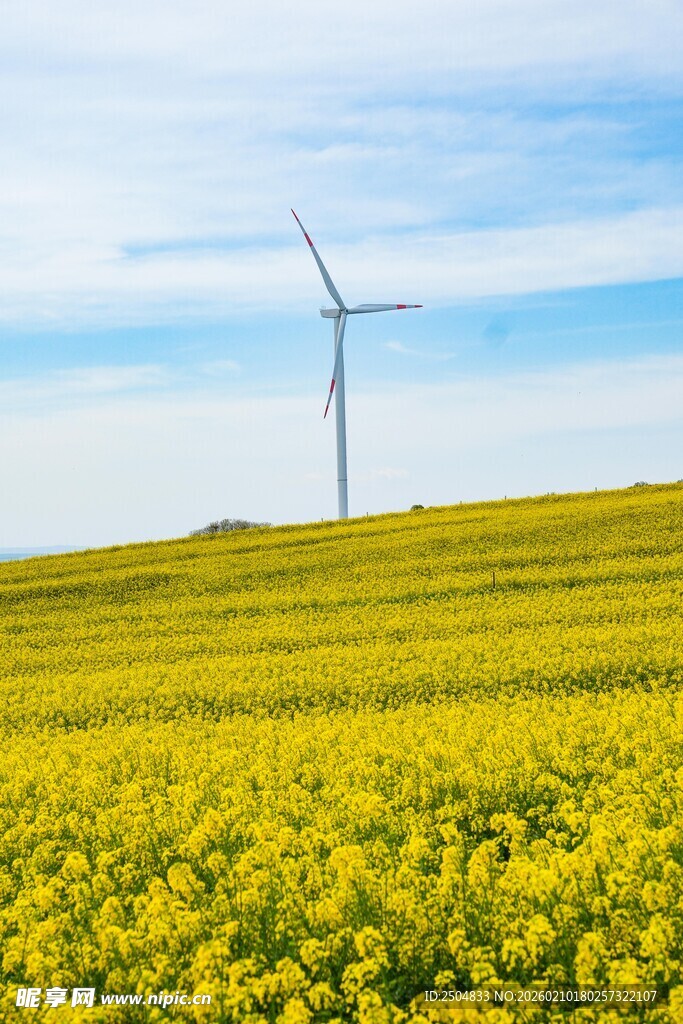 油菜花海中的风力发电机