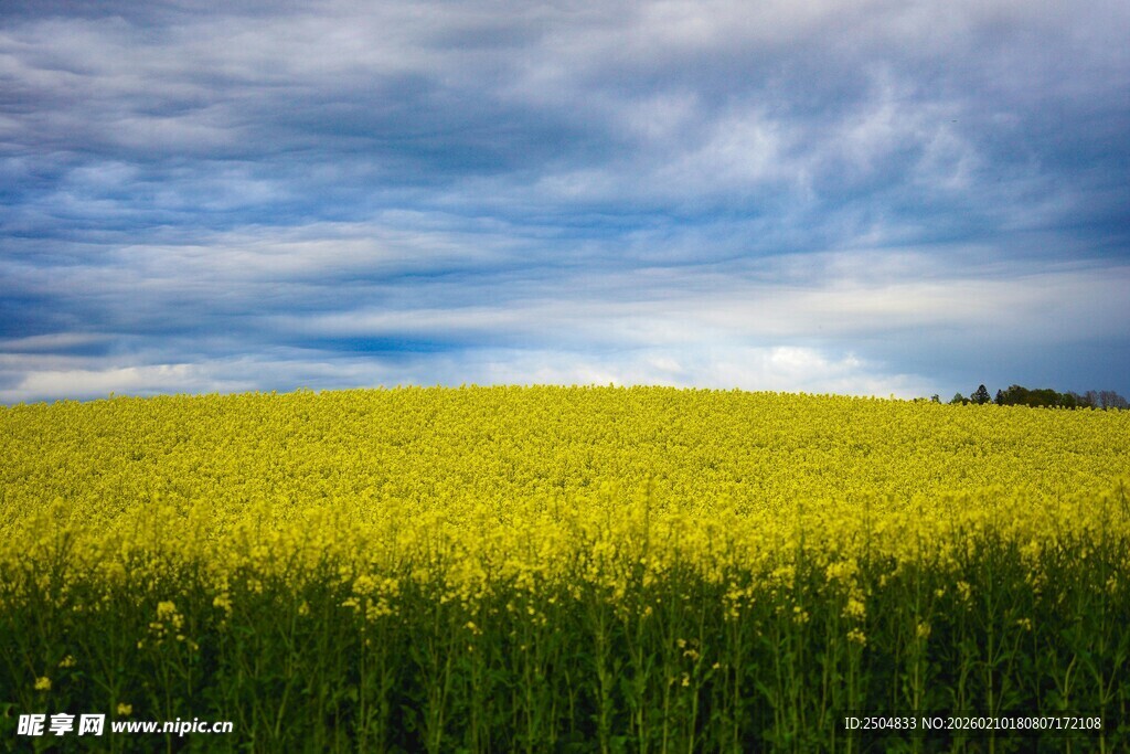 金黄油菜田与蓝天白云