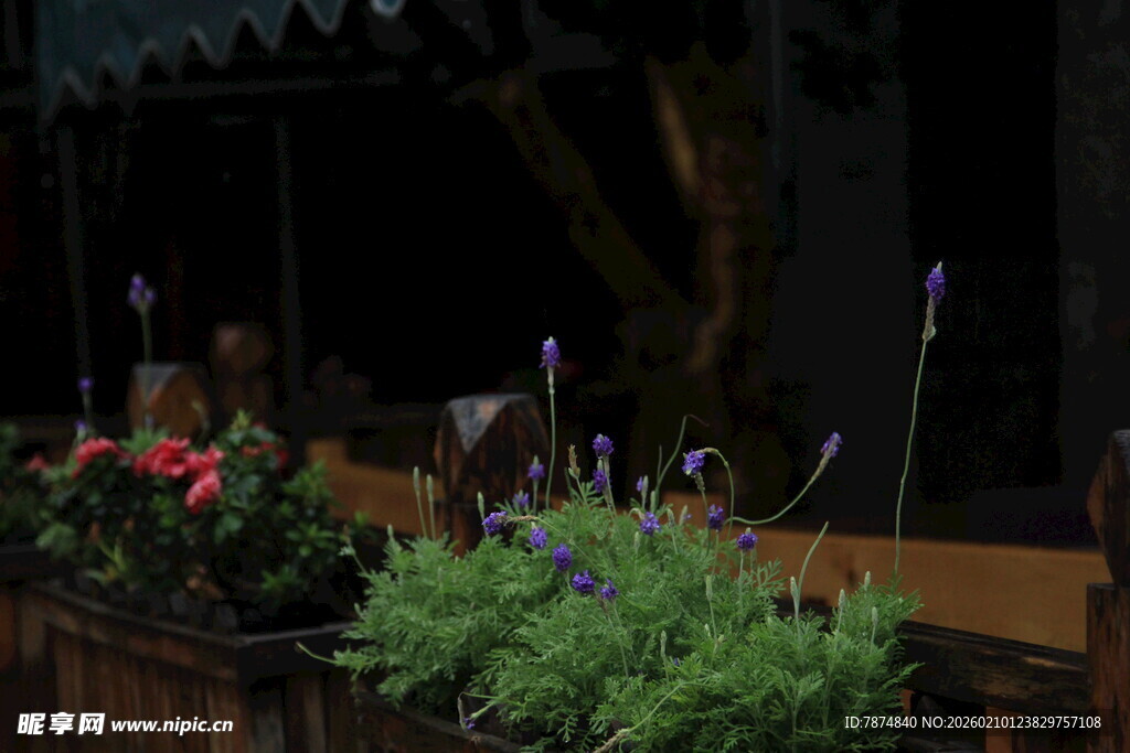 夜色中的多彩盆栽