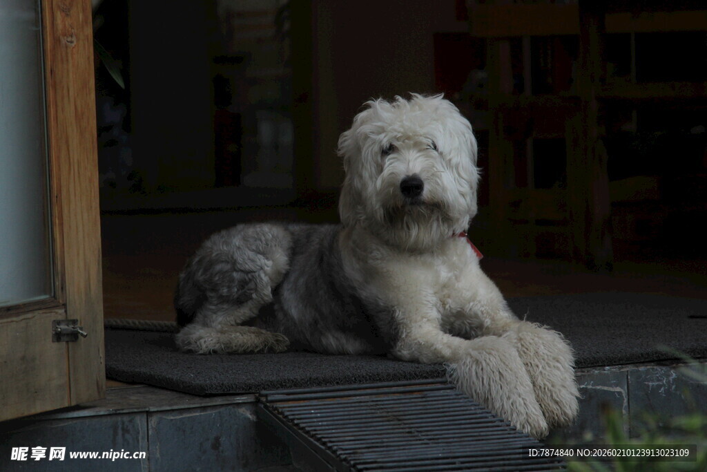 可爱白毛犬安静趴坐